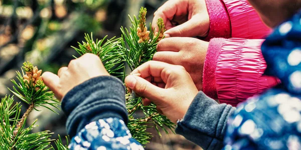 子供たちは小さな木に触れて手 教育概念 自然かつ効果的に教育すること 休暇のコンセプト — ストック写真
