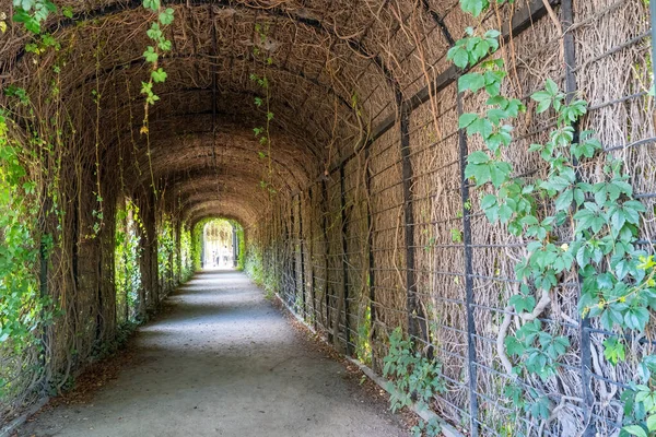 Tunel Wykonany Przez Drzewa Wewnątrz Parku Miejskiego — Zdjęcie stockowe