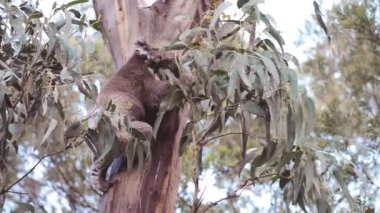 12 Havarinin panoramik manzarası, Avustralya.