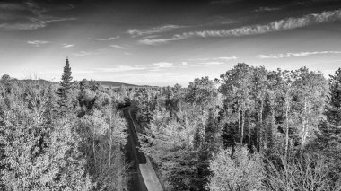 Yeşillik ormanının havadan görünüşü. Sonbaharda ağaçlar İHA bakış açısıyla.