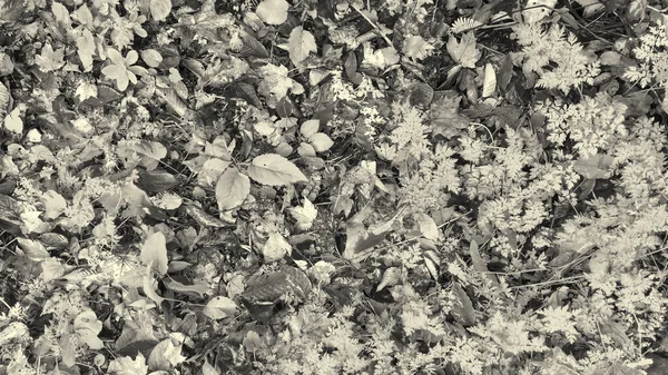 Groene Rode Oranje Herfstbladeren Achtergrond Kleurrijke Outdoor Beeld Van Gevallen — Stockfoto