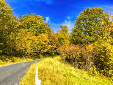 Güzel yeşillikler üzerinde yol.