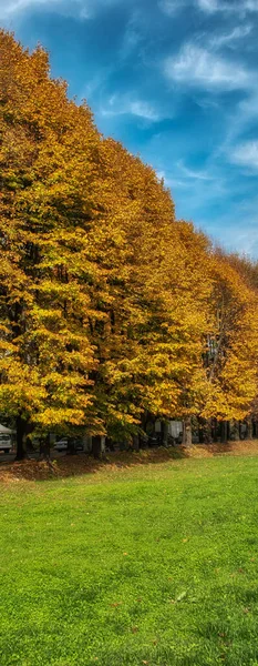 Деревья Осенние Цвета Lucca Италия — стоковое фото