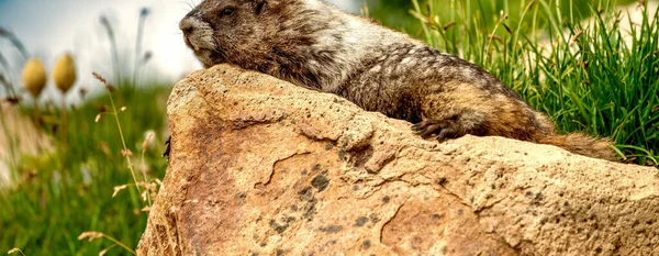 Sleeping Marmot Rock Beautiful National Park Summer Season — Fotografia de Stock