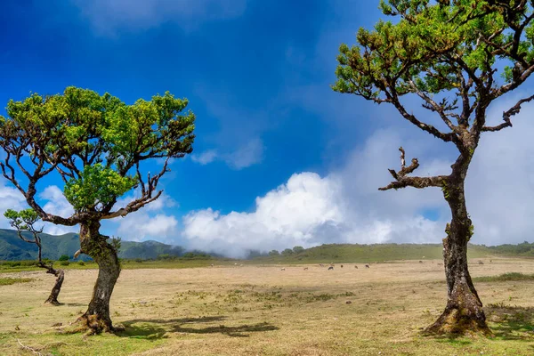 Лавровые Деревья После Полудня Фанальском Лесу Мадейра Португалия Коровы Пасутся — стоковое фото