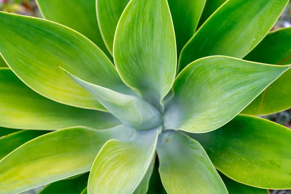 Fat green plant, close up macro view.