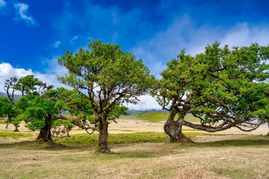 Portekiz, Madeira Fanal Ormanı 'nda gün batımında güzel defne ağaçları. Antik defne ağaçları, yaz mevsiminde ağaçların manzarası.