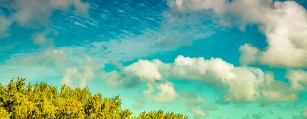 Hermosos Árboles Isla Bajo Cielo Azul —  Fotos de Stock