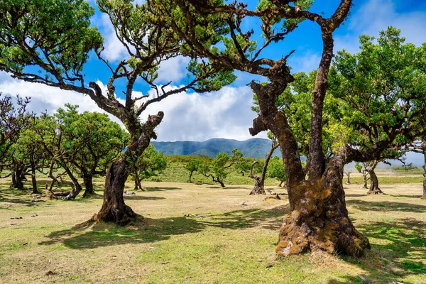 Beautiful laurel trees in the afternoon sunset in the Fanal Forest, Madeira, Portugal. Ancient laurel trees, landscape view of the trees in summer season