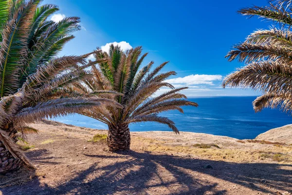 Palmen Langs Een Prachtige Kustlijn Van Het Eiland — Stockfoto