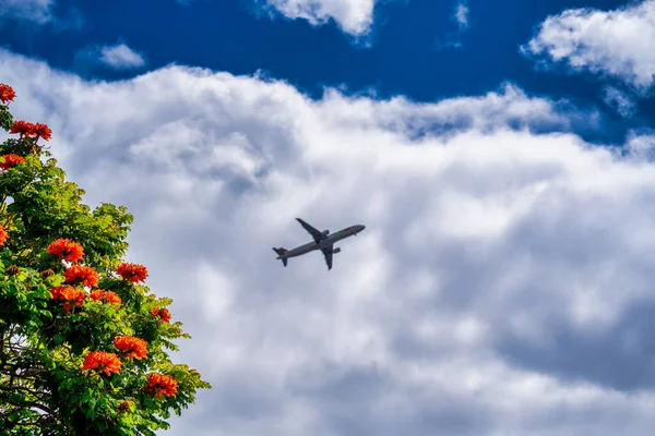 Airplane Flying Sky Colorful Tree Foreground — Stock Photo, Image