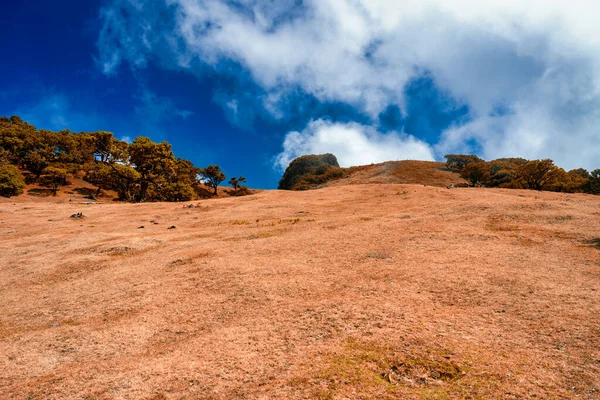 Vackra Lagerträd Eftermiddagssolnedgången Fanalskogen Madeira Portugal Forntida Lagerträd Landskap Utsikt — Stockfoto