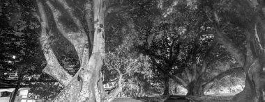 Albert Park, Auckland, Yeni Zelanda 'da gece vakti.