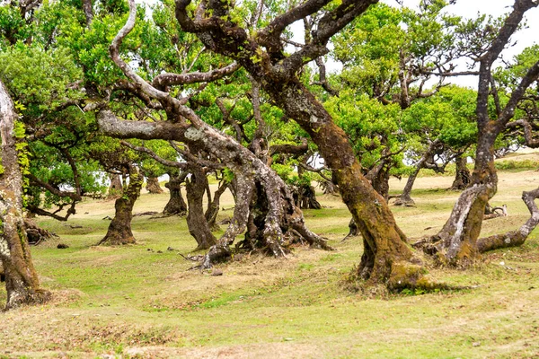 Beautiful laurel trees in the afternoon sunset in the Fanal Forest, Madeira, Portugal. Ancient laurel trees, landscape view of the trees in summer season