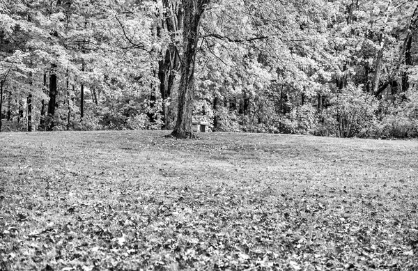 Foglie Autunno Nella Stagione Fogliare Colori Autunnali — Foto Stock