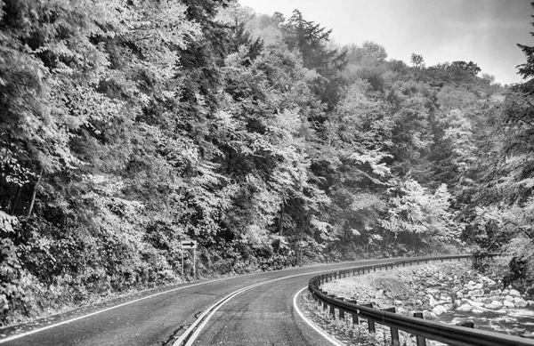 雨の日には紅葉シーズンの森を横断する道 — ストック写真