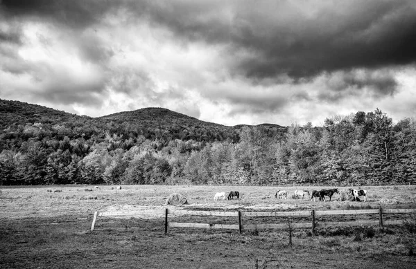 Cavalos Pastando Uma Bela Paisagem Folhagem — Fotografia de Stock