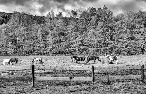 Caballos Pastando Hermoso Paisaje Follaje — Foto de Stock