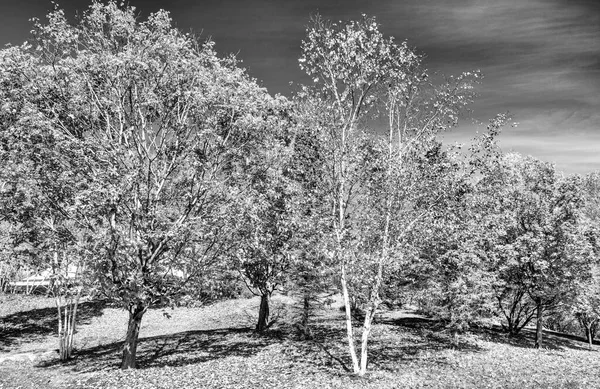 Caduta Fogliame Attraverso Dolci Colline Del Vermont Picco Colore Autunno — Foto Stock