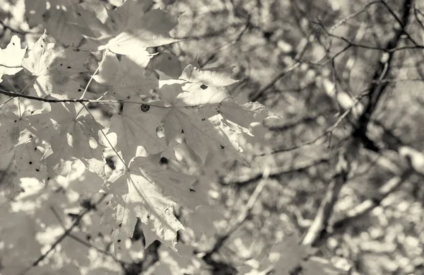 Feuilles Automne Saison Des Feuillages Couleurs Automnales — Photo