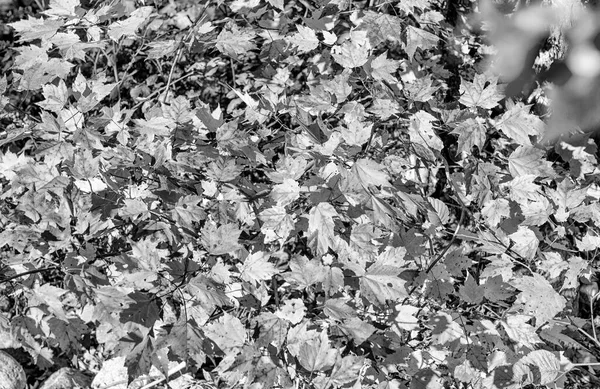 Herbstblätter Der Laubzeit Herbstfarben — Stockfoto