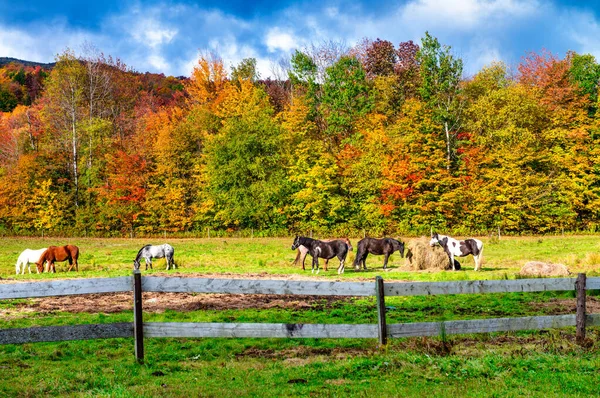 Horses Grazing Beautiful Foliage Landscape — Stock Photo, Image