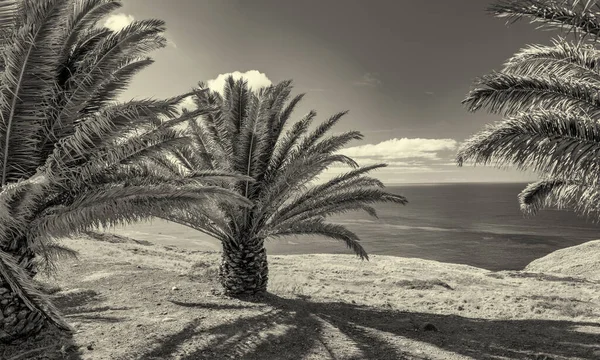 Palmiers Long Une Belle Côte Insulaire — Photo