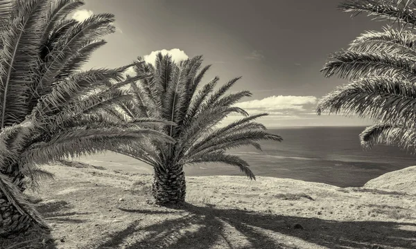 Palme Lungo Una Bellissima Costa Dell Isola — Foto Stock