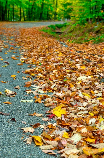 Hojas Otoño Temporada Follaje Colores Otoño — Foto de Stock