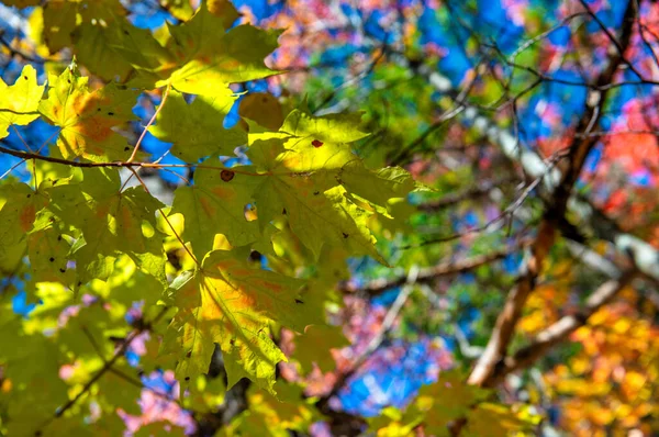 Yaprak Mevsiminde Sonbahar Yaprakları Sonbahar Renkleri — Stok fotoğraf