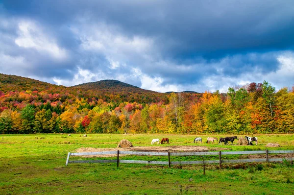 Pferde Grasen Einer Wunderschönen Laublandschaft — Stockfoto