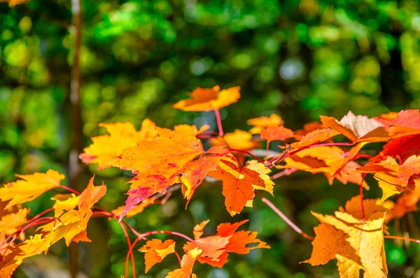 Hojas Otoño Temporada Follaje Colores Otoño — Foto de Stock