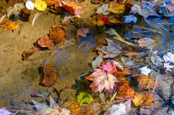 Leaves Creek Foliage Season — Stock Photo, Image