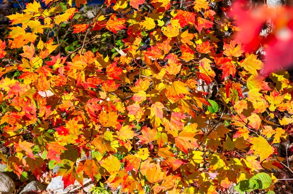 Yaprak Mevsiminde Sonbahar Yaprakları Sonbahar Renkleri — Stok fotoğraf
