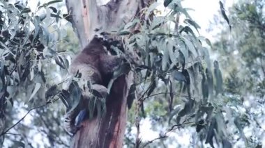 Avustralya koala Okaliptüs ağacı içinde açık havada.