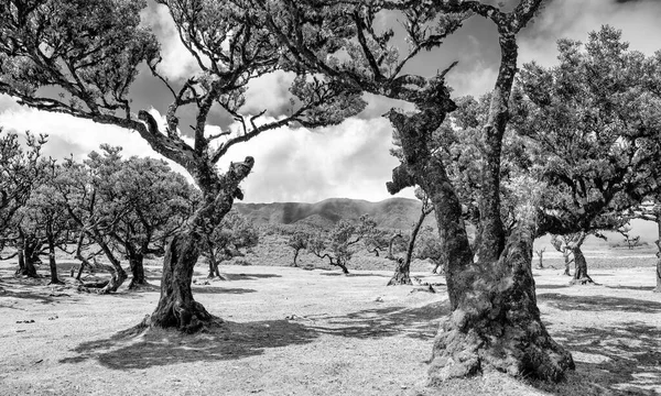午後の夕日の美しい月桂樹の木 ファンの森 マデイラ ポルトガル 古代の月桂樹の木 夏の季節の木々の風景 — ストック写真