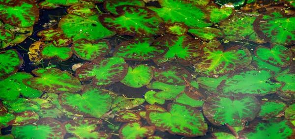 Everglades Uitzicht Het Moeras Meer Met Nenuphars Waterleliepads Natuurlijke Achtergrond — Stockfoto