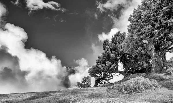 Bellissimi Alberi Alloro Nel Tramonto Pomeridiano Nella Foresta Fanal Madeira — Foto Stock