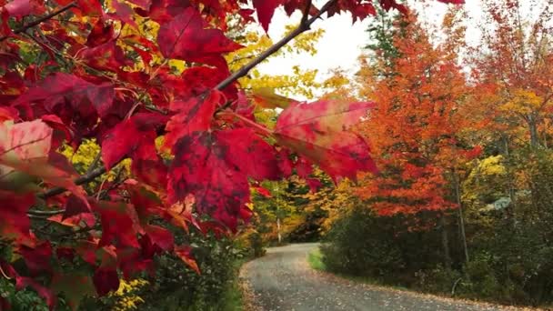 紅葉シーズンの秋の風景 道路沿いの木 — ストック動画