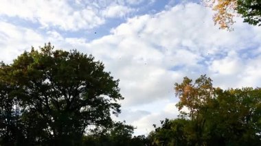 Şehir parkında düşen sonbahar yaprakları, yavaş çekim