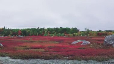 Sonbahar mevsiminde çayırların kırmızı renkleri.
