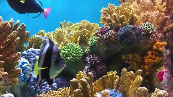 水下珊瑚礁景观广阔的全景背景在深蓝色的海洋与丰富多彩的鱼类和海洋生物 — 图库视频影像