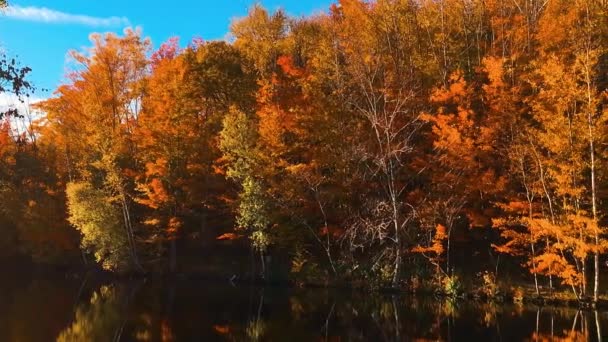 Cores Folhagem Nova Inglaterra Árvores Tons Verdes Amarelos Vermelhos — Vídeo de Stock