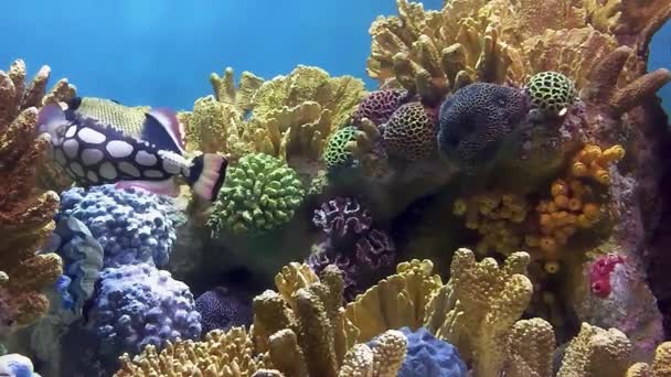 Víz Alatti Korallzátony Táj Széles Panoráma Hátteret Mély Kék Óceán — Stock videók