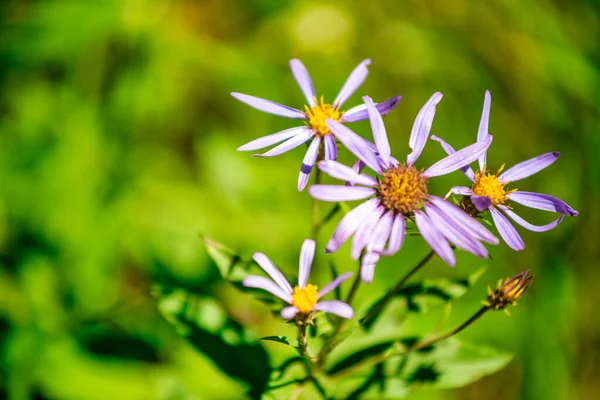 Beautiful Summer Flowers Mount Rainier National Park Usa — Stock Photo, Image