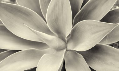 Yağ yeşili bitki, makro görüntüyü kapat.