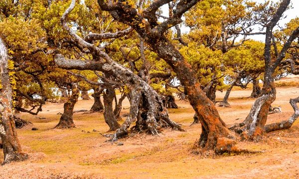 Hermosos Laureles Atardecer Tarde Bosque Fanal Madeira Portugal Árboles Laurel — Foto de Stock