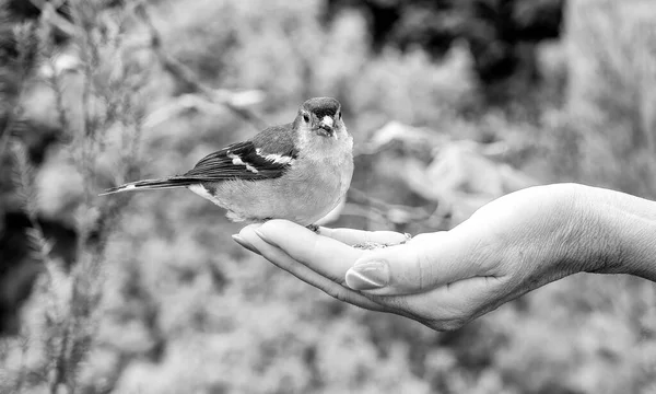 女性が手の手のひらから雀に餌をやります 鳥が女性の手の上に座り 種を食べる 動物の世話 — ストック写真