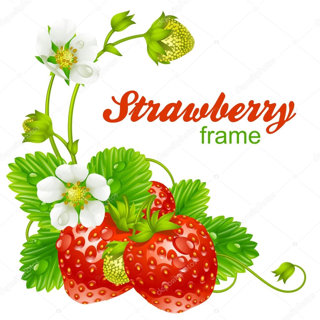 Vector strawberry frame. Red berry and white flower isolated on background