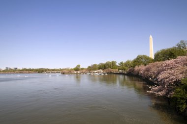 washington Anıtı ile kiraz çiçekleri